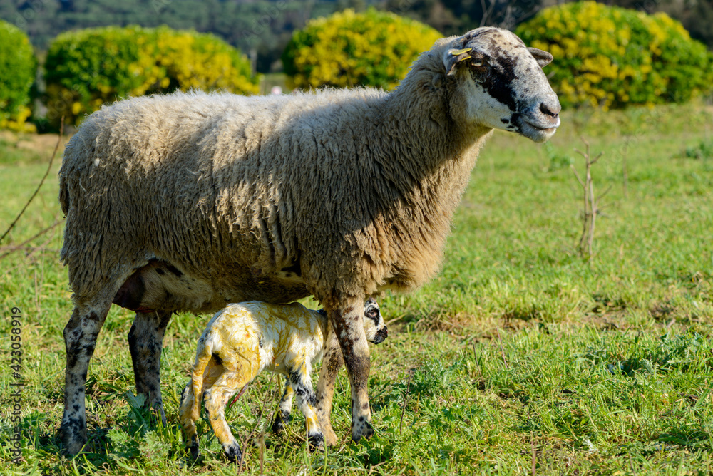 Newborn sheep in the field