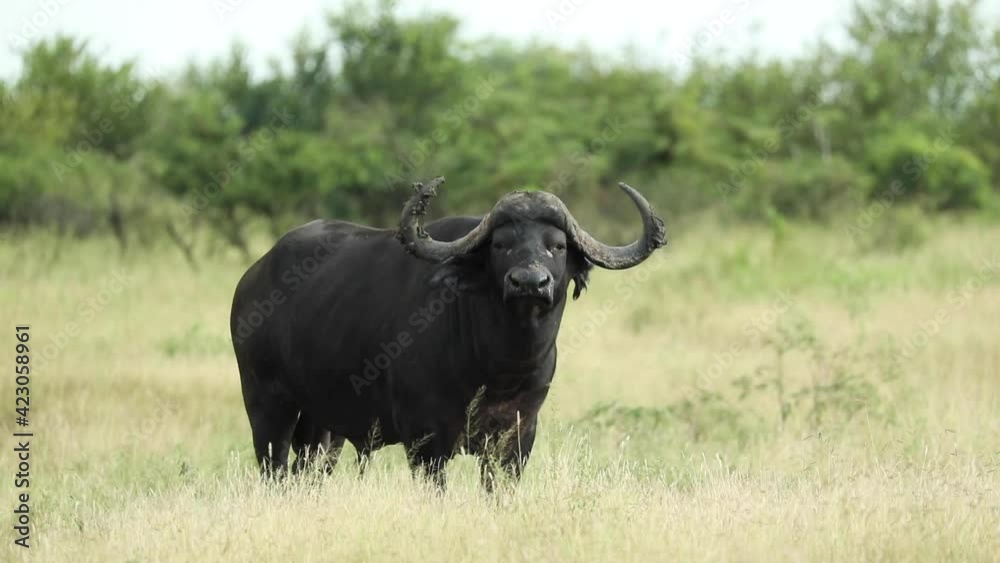 Wide shot of a Cape buffalo standing and turning its head towards the camera, Greater Kruger. Wide shot of a Cape buffalo standing and turning its head towards the camera, Greater Kruger.
