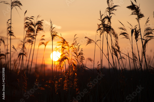 beautiful sunset sundown in grassland