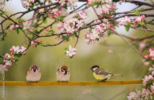 birds sparrows and titmice sit on the branch of an apple tree blooming in the...