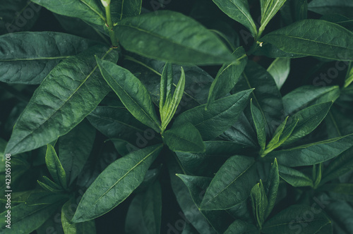 Tropical fresh foliage in jungle, abstract green leaves, natural background pattern texture
