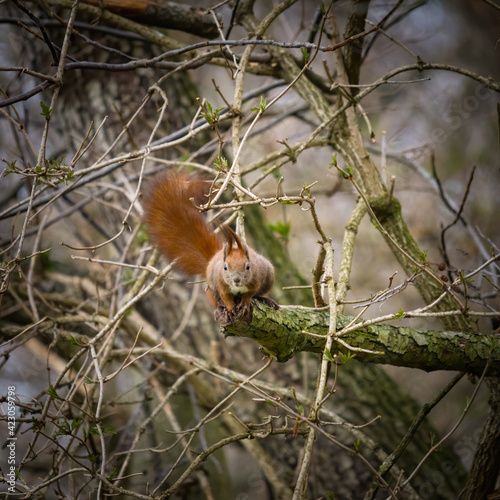 Squirrel ready to jump off a branch © Ewald Fröch