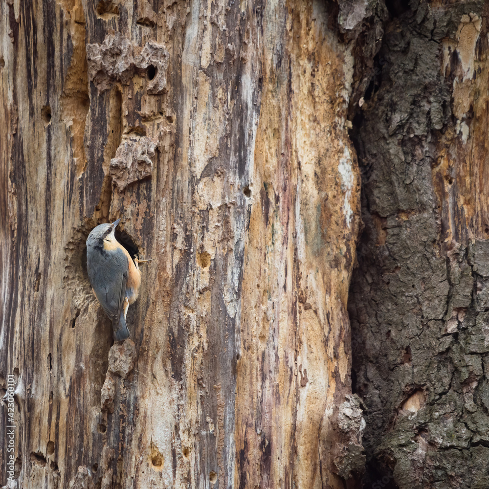 nuthatch bird on a tree trunk nuthatch bird on a tree trunk