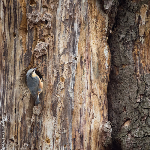 nuthatch bird on a tree trunk