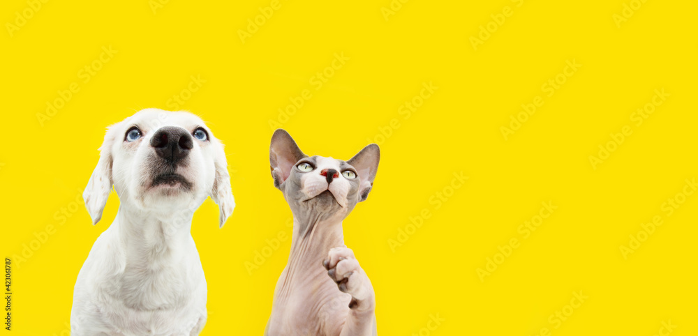 Banner two attentive pets dog and cat looking up. Isolated on yellow backgoround.