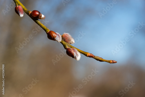 Close up of growing and blooming willow in the spring.