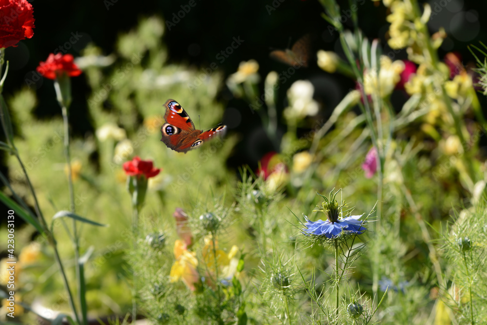 Schmetterling 801 Schmetterling 801
