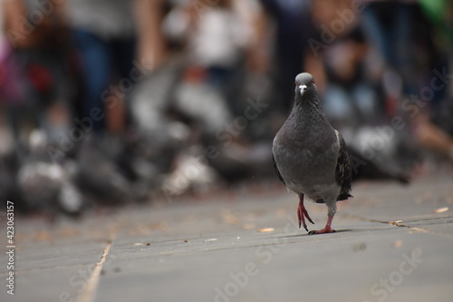 pigeon in the city