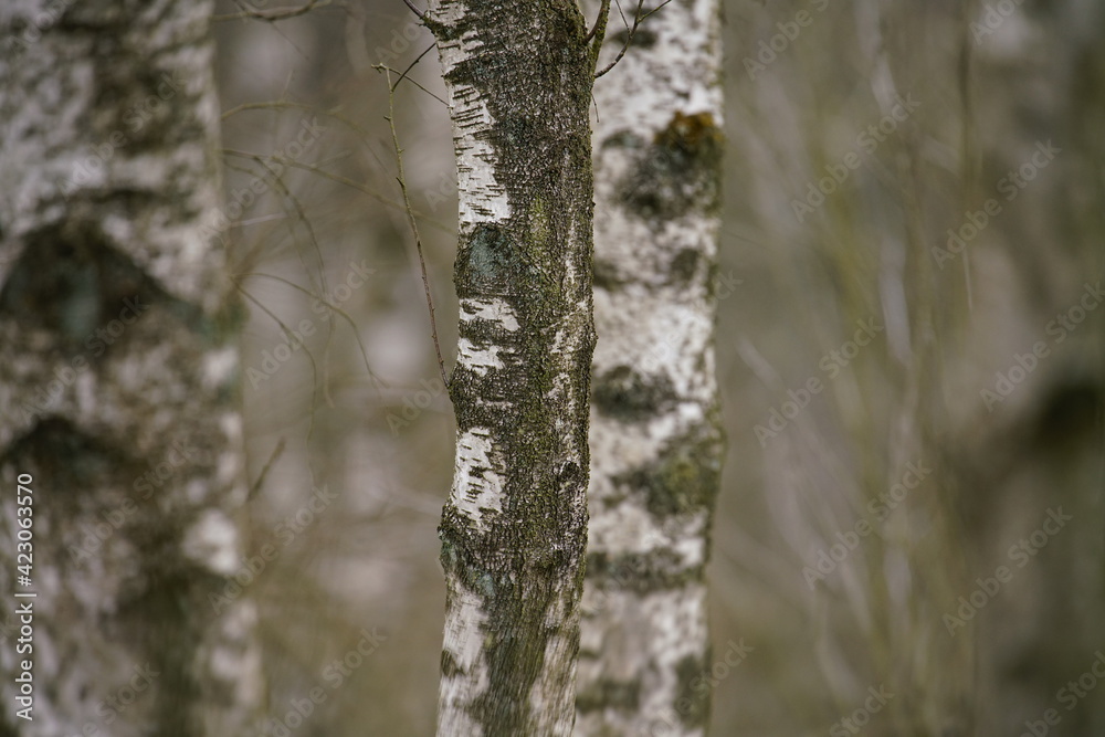 Obraz premium Birken Wald im frühe Frühling mit schwarzer und weißer Borke im Detail