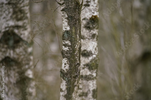 Birken Wald im frühe Frühling mit schwarzer und weißer Borke im Detail © darknightsky
