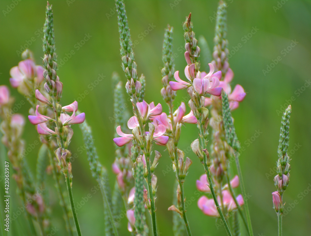 In the meadow among the herbs blooms sainfoin (onobrychis).