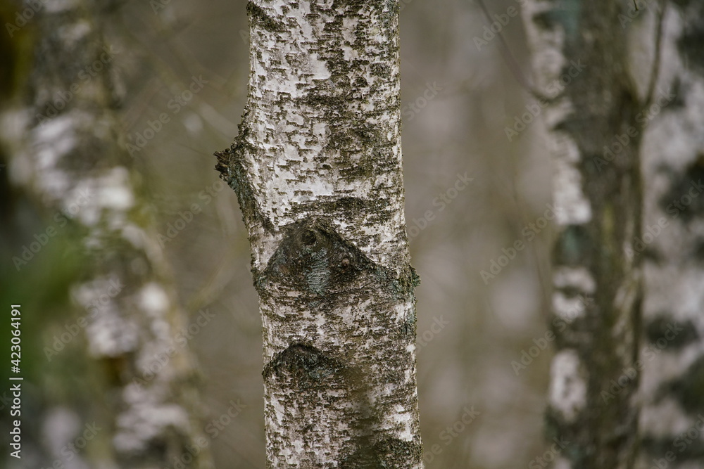 Birken Wald im frühe Frühling mit schwarzer und weißer Borke im Detail