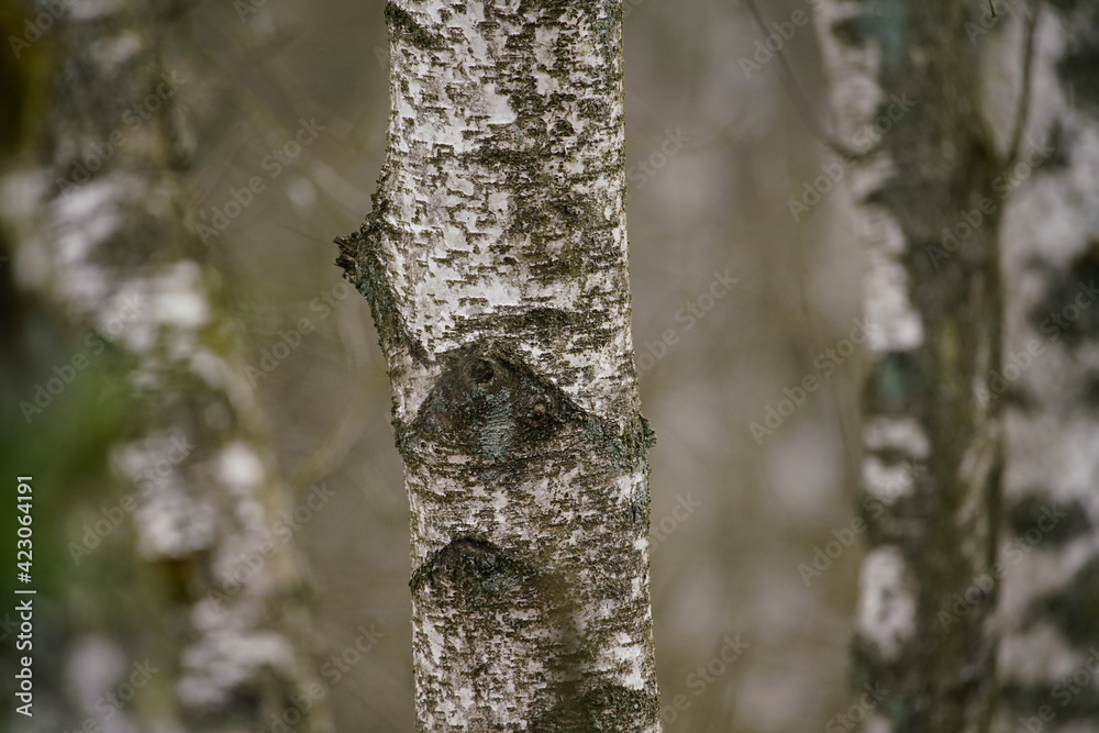 Birken Wald im frühe Frühling mit schwarzer und weißer Borke im Detail Birken Wald im frühe Frühling mit schwarzer und weißer Borke im Detail