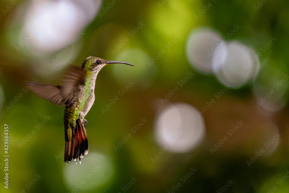 Fototapeta premium hummingbird in flight