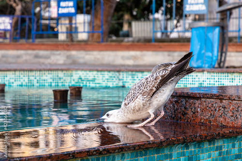 Spotted a Seagull drinking water of a city fountain © milanchikov