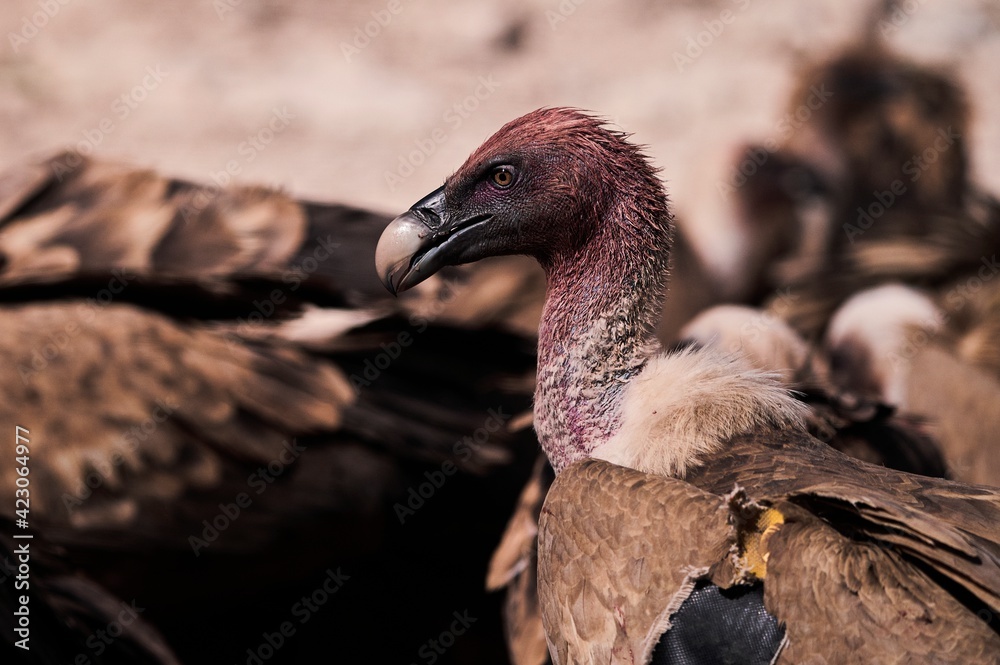 Flock of wild Griffon vultures gathering together and searching for prey on rocky surface in nature Flock of wild Griffon vultures gathering together and searching for prey on rocky surface in nature