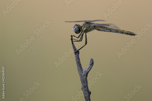 Closeup of colorful dragonfly on stick in summer nature