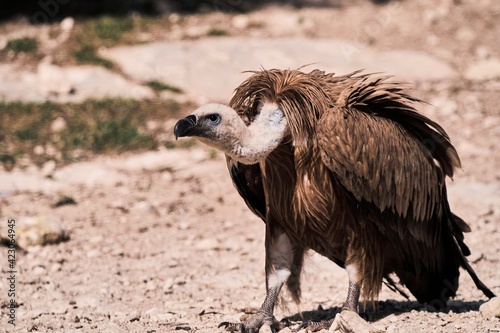 Wild Griffon vulture searching for prey on rocky surface in nature