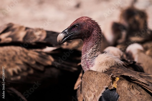 Flock of wild Griffon vultures gathering together and searching for prey on rocky surface in nature photo