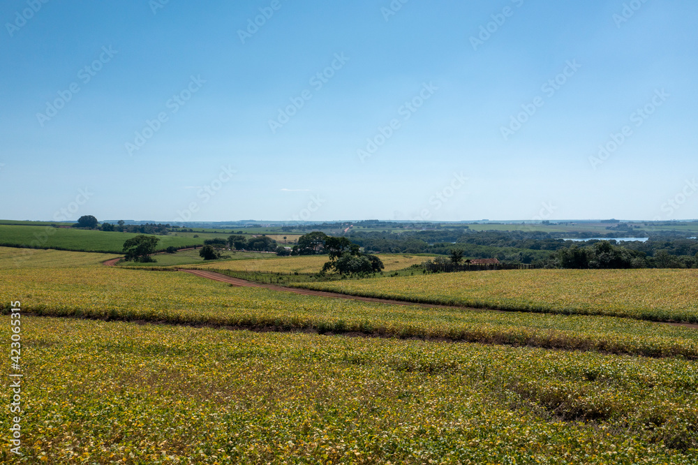 aerial view of soy plantation on sunny day in Brazil