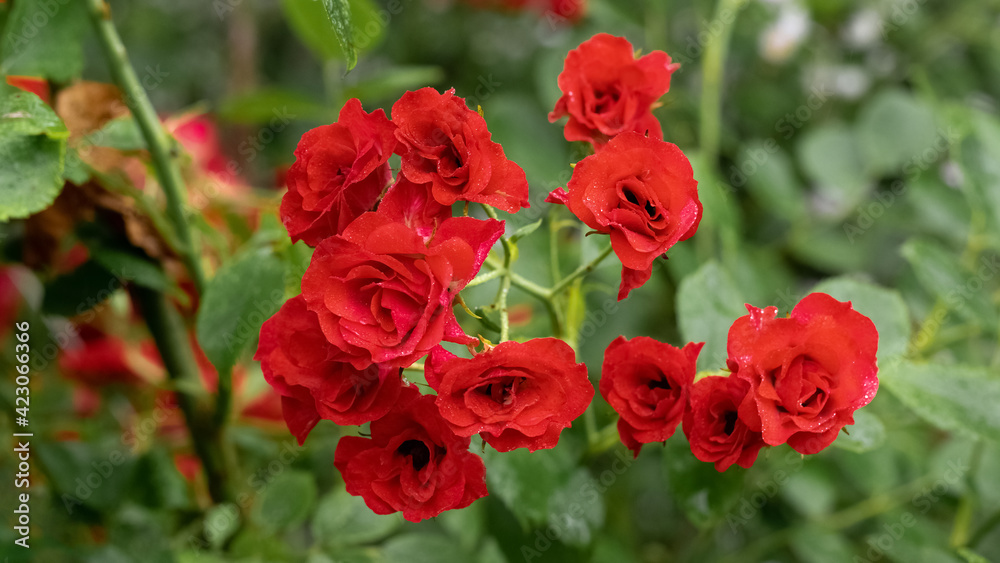 Bright red roses in the garden. Holiday concept