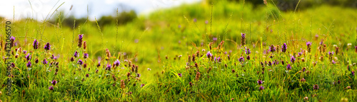 Purple wildflowers in the meadow among the green grass. Summer background. Panorama