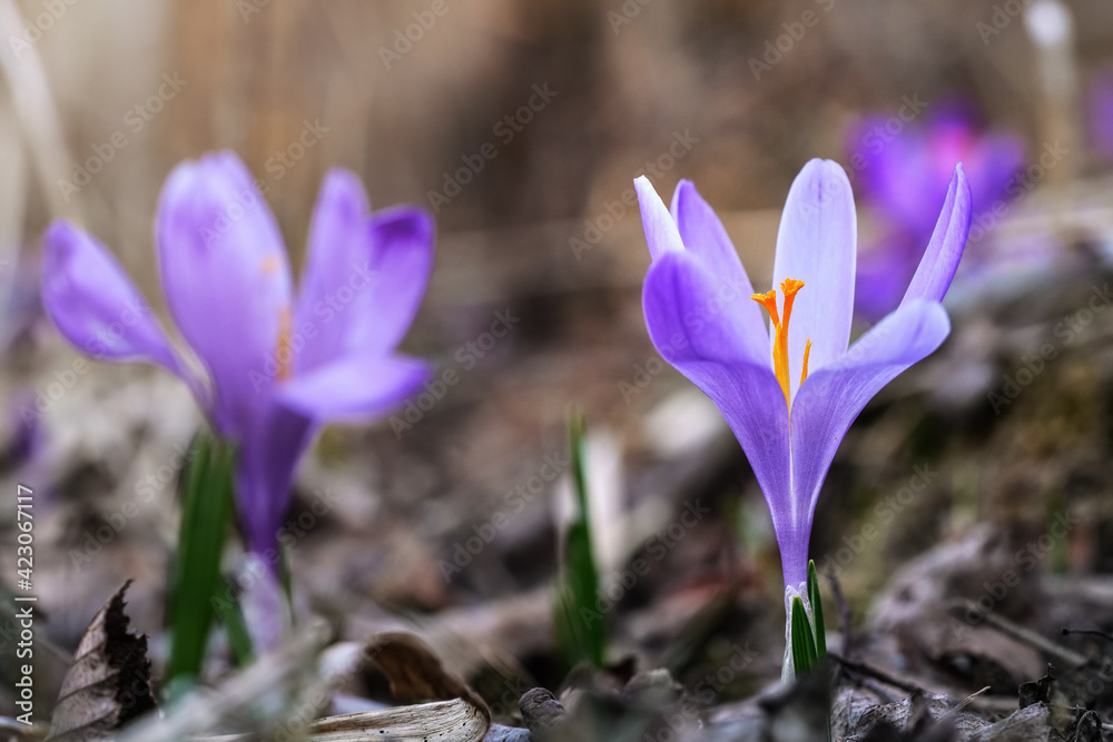 Wild purple and yellow iris Crocus heuffelianus discolor flower growing in shade, dry grass and leaves around Wild purple and yellow iris Crocus heuffelianus discolor flower growing in shade, dry grass and leaves around