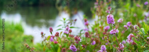 Wild purple flowers on the shore river in summer. Panorama