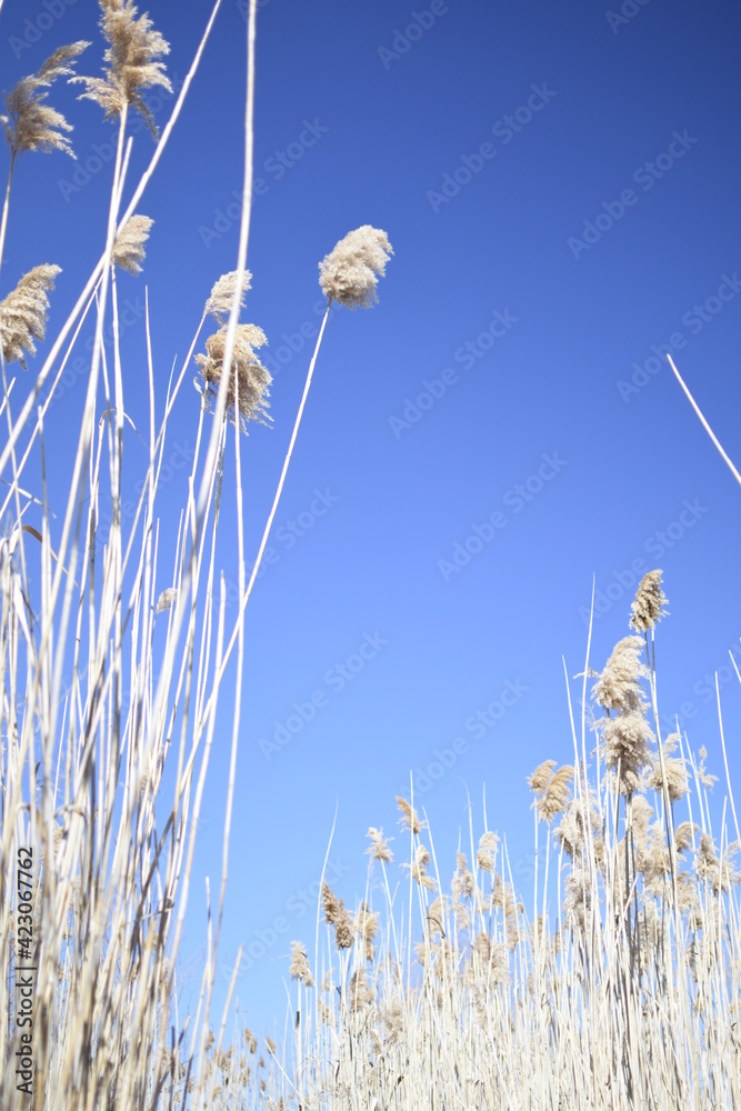 Obraz premium すすき