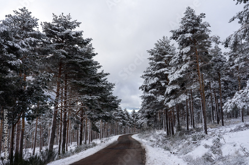 Road inside a pine forest covered with snow in Candelario, Salamanca, Castilla y Leon, Spain. photo