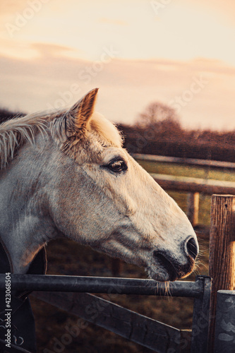 Early, pinky morning in a farm. White horse stands behind the silver bar.