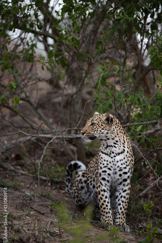 A female Leopard seen on a safari in South Africa