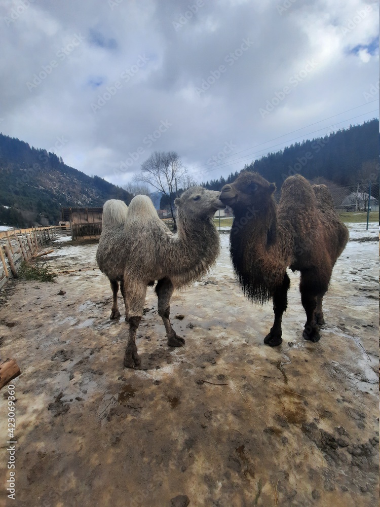Obraz premium sheep in the mountains
