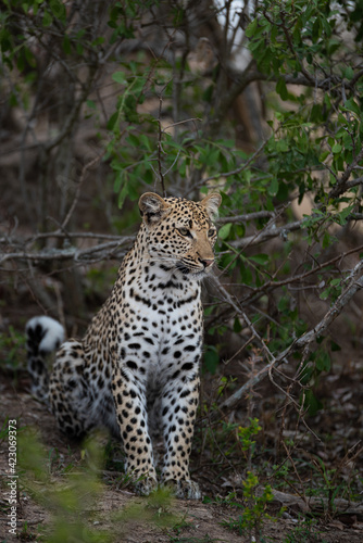 A female Leopard seen on a safari in South Africa © rudihulshof