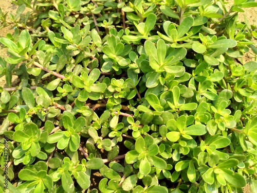 purslane green leaves background