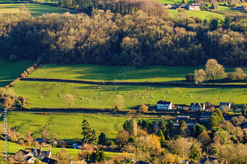 Sheep grazing in the field. Top view of a pasture surrounded by a grove. Vivid green meadows surrounded by a hedge.