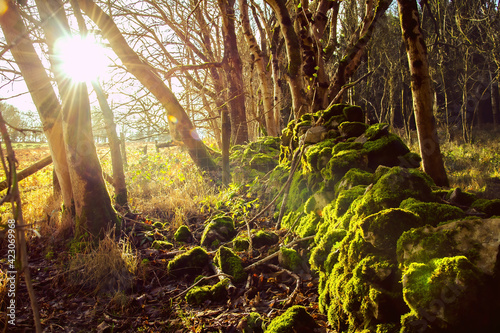 A natural stone wall thickly covered with moss. The sun breaking through the trees illuminates the moss. Sunset in a wild, abandoned  but warm and beautiful forest. 