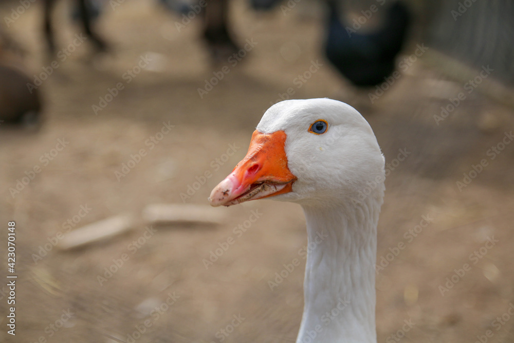 portrait of a white goose in nature portrait of a white goose in nature