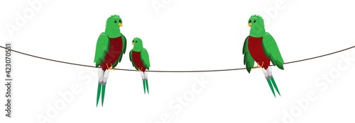 tropical parrots sitting on rope, vector