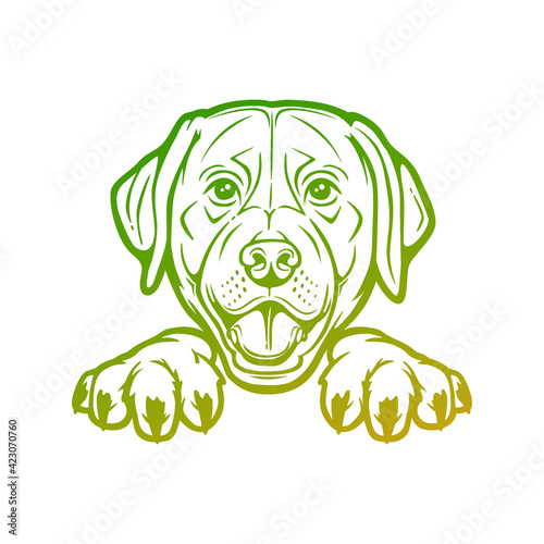 Labrador Retriever peeking Illustration. Doggy Portrait Vector Sketch Hand Drawn.