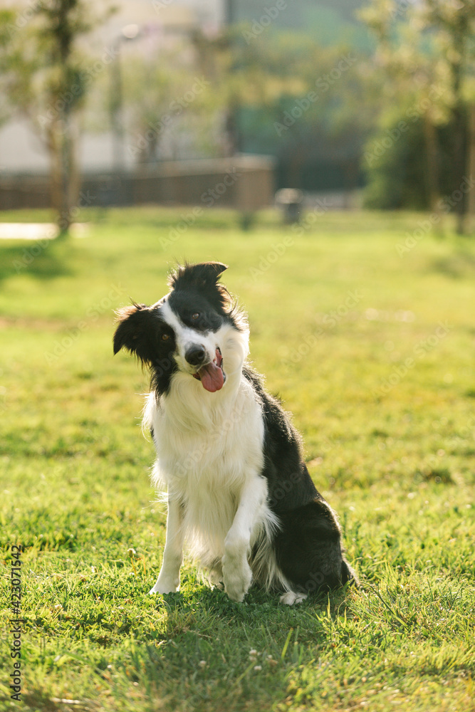 Adorable fluffy Border Collie dog sitting with tongue out in grass in field and looking at camera