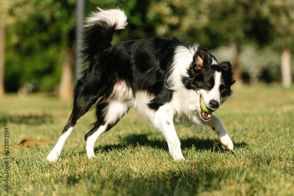 Border collie outlet ball