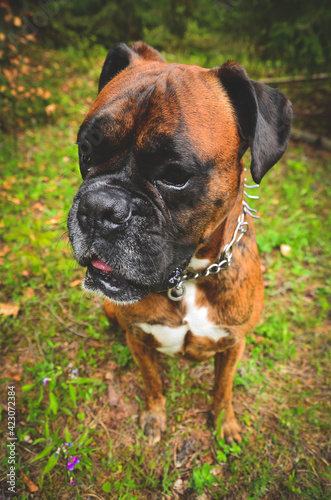 boxer dog in the park © Sebestyen