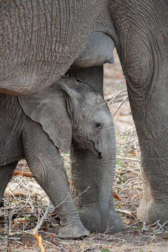 An Elephant cow and her calf seen on a safari in South Africa © rudihulshof