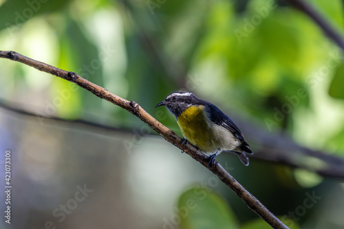 Bananaquit on a branch, Dominican Republic