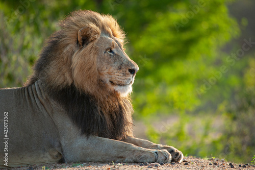 Fototapeta Naklejka Na Ścianę i Meble -  Portrait of a large male lion seen on a safari in South Africa