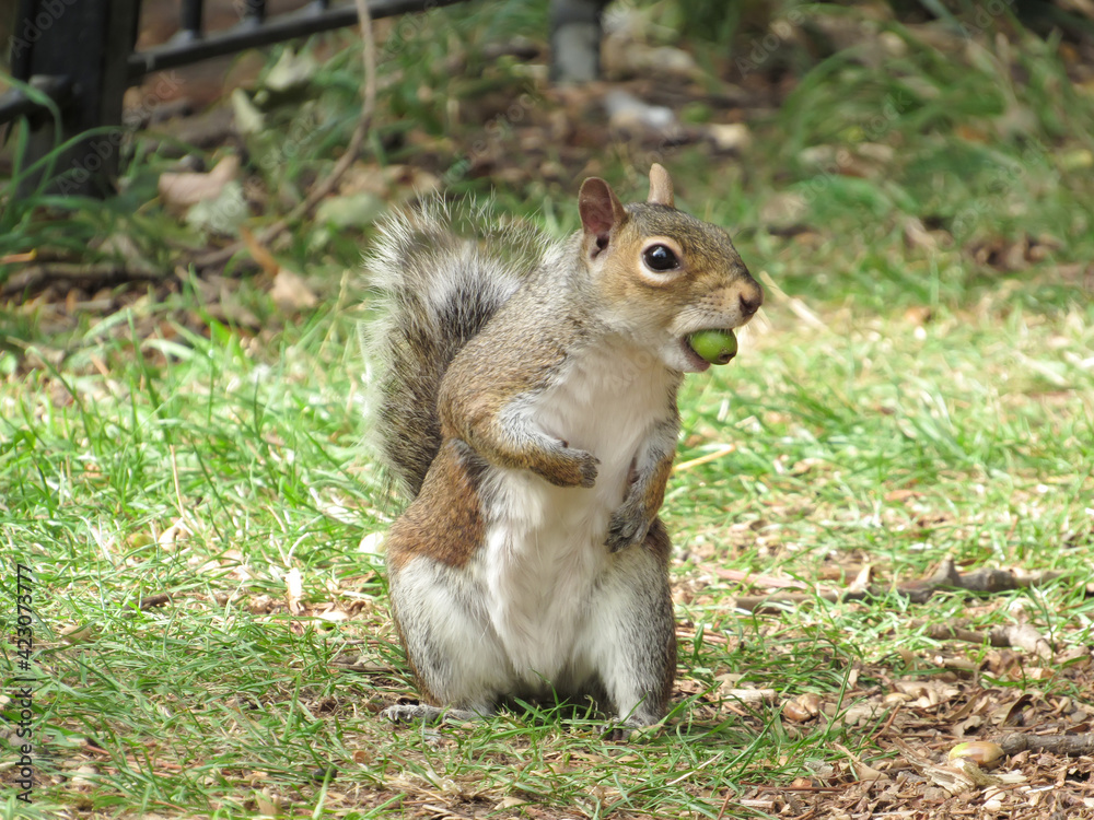 A humorous shot of a cute Grey Squirrel (Sciurus carolinensis) with an acorn in its mouth A humorous shot of a cute Grey Squirrel (Sciurus carolinensis) with an acorn in its mouth