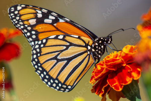 Monarch Butterfly © Barbara