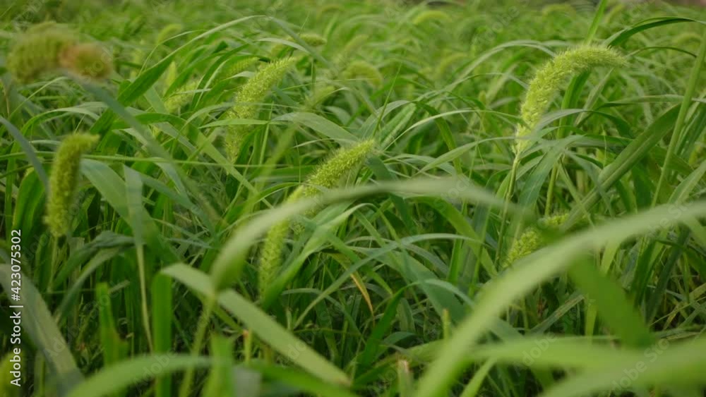 Green-brown Foxtail millet crops are swaying in the spring air. Green crops field background. Slow-motion video. Green-brown Foxtail millet crops are swaying in the spring air. Green crops field background. Slow-motion video.