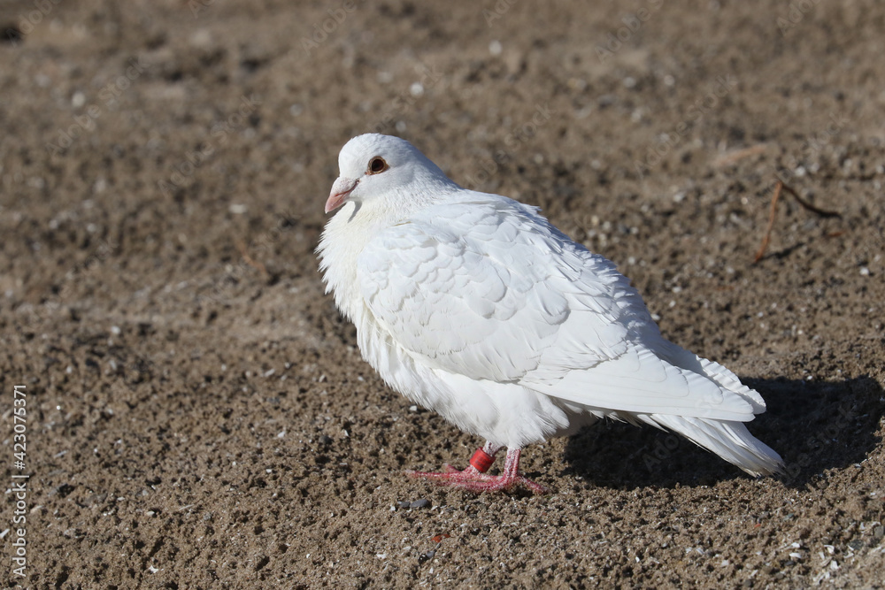 Captive bred pigeons (doves) used in release ceremonies that have gone feral and are living on a beach habitat in early spring day lying on warm sand Captive bred pigeons (doves) used in release ceremonies that have gone feral and are living on a beach habitat in early spring day lying on warm sand